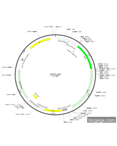 pEGFP-Actin PL79499 MiaoLingBio