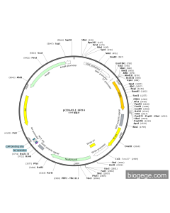 pCMV-GPX4(human)-SECIS-Neo PL79500 MiaoLingBio