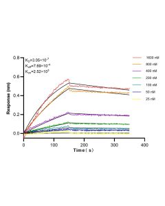 Caspase 1 Recombinant monoclonal antibody 81482-1-RR proteintech