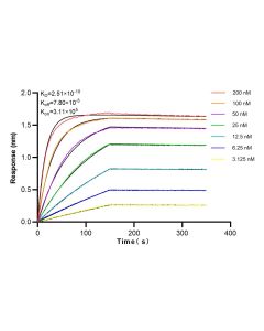 FIS1 Recombinant monoclonal antibody 82248-1-RR proteintech