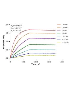 Bif-1 Recombinant monoclonal antibody 83715-1-RR proteintech