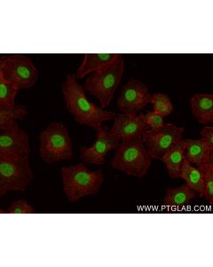 FOXO6 Recombinant monoclonal antibody 83926-1-RR proteintech