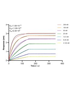 HSL Recombinant monoclonal antibody 84540-1-RR proteintech