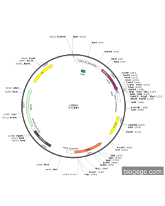 pGilda PL80633 MiaoLingBio