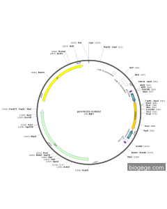 pENTR223-COX6A2 PL81050 MiaoLingBio