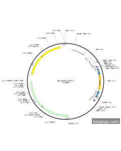 pENTR223-NICE-5 PL81055 MiaoLingBio