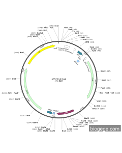 pENTR1A Dual PL81064 MiaoLingBio