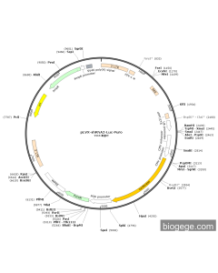 pLVX-shRNA2-Luc-Puro PL81721 MiaoLingBio