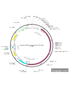 GeneArt CRISPR Nuclease Vector-OFP-gRNA PL81824 MiaoLingBio