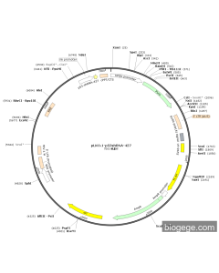 pLKO-p53-shRNA-427 PL81840 MiaoLingBio