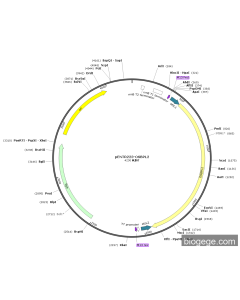 pENTR223-OSBPL2 PL81846 MiaoLingBio