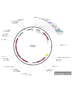 pBeloBAC11 PL82159 MiaoLingBio