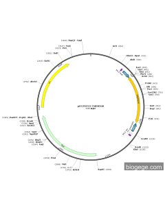 pENTR223-TMEM208 PL82274 MiaoLingBio