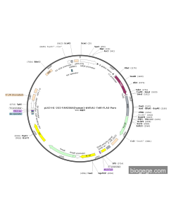 pLV3-H1-2O2-FAM200A(human)-shRNA1-TetR-FLAG-Puro PL82570 MiaoLingBio