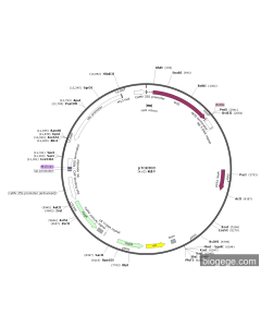 pTCK303 PL83076 MiaoLingBio