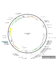pLVX-shRNA1 PL83146 MiaoLingBio