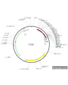 pUC57-Kan PL83261 MiaoLingBio