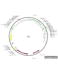 pTRV2 PL83508 MiaoLingBio