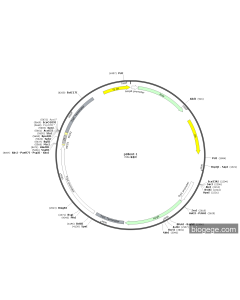 pSilent-1 PL83545 MiaoLingBio