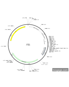 pVAX1 PL83626 MiaoLingBio