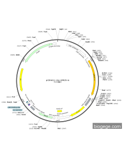 pCDNA3.1-Zeo-GPR35-m PL83837 MiaoLingBio