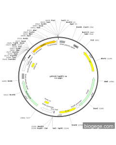pSV40-Nat8f1-m PL83846 MiaoLingBio