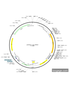 pCDNA3.1-Zeo-GPR35 PL83869 MiaoLingBio