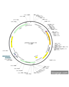 pCDNA3.1-hIgG1-Fc2 PL83882 MiaoLingBio