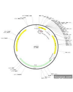 pRSETB PL83883 MiaoLingBio