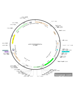 pLVX-S100A9shRNA3-p PL83890 MiaoLingBio
