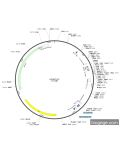 pIVEX2.4C PL83919 MiaoLingBio