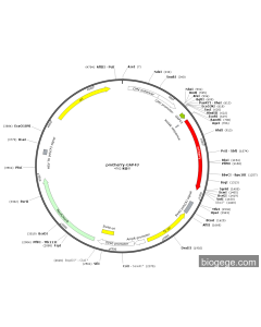 pmCherry-GAP43 PL83923 MiaoLingBio