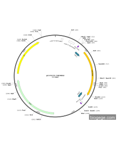 pENTR223-TMEM86B PL83956 MiaoLingBio