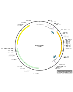 pENTR223-FGFBP2 PL83990 MiaoLingBio