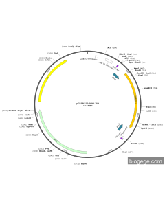 pENTR223-PRELID1 PL83992 MiaoLingBio