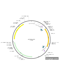 pENTR223-CD69 PL84001 MiaoLingBio
