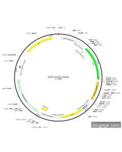 pEGFP-H37Rv-Outside PL84026 MiaoLingBio