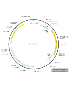 pENTR223-TESC PL84034 MiaoLingBio