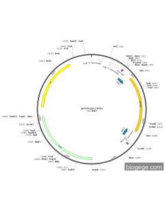 pENTR223-LYPD4 PL84037 MiaoLingBio