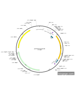 pENTR223-PLA2G4D PL84040 MiaoLingBio