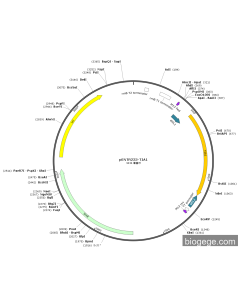 pENTR223-TIA1 PL84043 MiaoLingBio
