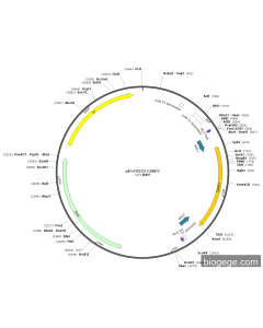 pENTR223-CSRP3 PL84053 MiaoLingBio