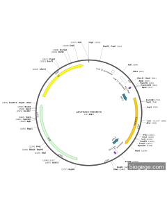 pENTR223-TMEM87A PL84056 MiaoLingBio