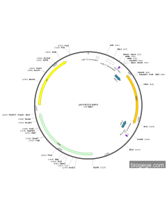 pENTR223-SSR3 PL84059 MiaoLingBio