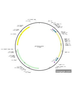 pENTR223-GINS4 PL84087 MiaoLingBio