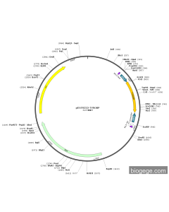 pENTR223-TYROBP PL84102 MiaoLingBio