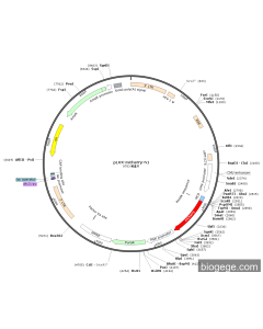 pLVX-mCherry-N1 PL84111 MiaoLingBio