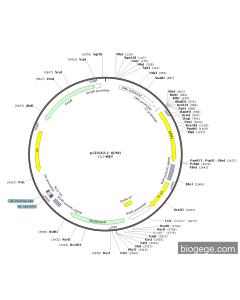 pCDNA3.1-APM1 PL84119 MiaoLingBio