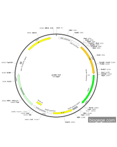 pCMV-TNF PL84121 MiaoLingBio