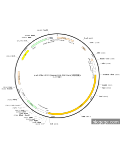 pLVX-CMV-LATS1(human)-HA-PGK-Puro(1synonymous mutations) PL84194 MiaoLingBio
